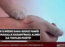 Bir İlimizde Kuduz Paniği İki Mahalle Karantinada İlk Bulgular Pozitif