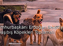 Cumhurbaşkanı Erdoğan: Belediyeler, Başıboş Sokak Hayvanlarını Toplamalı