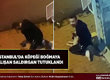 İstanbul’da Sokak Köpeğini Boğmaya Çalışan Saldırgan Cani Tutuklandı
