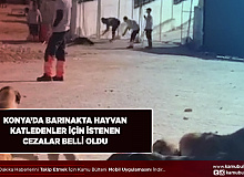 Konya’da Barınakta Hayvan Katledenlere İstenen Cezalar Belli Oldu