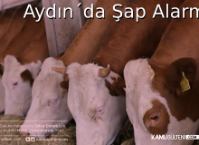 Şap Hastasını Hayvanı Kesip Yedireceklerdi: Ekipler Affetmedi