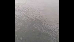 Adana'da 15 Metre Uzunluğunda Balina Görüntülendi